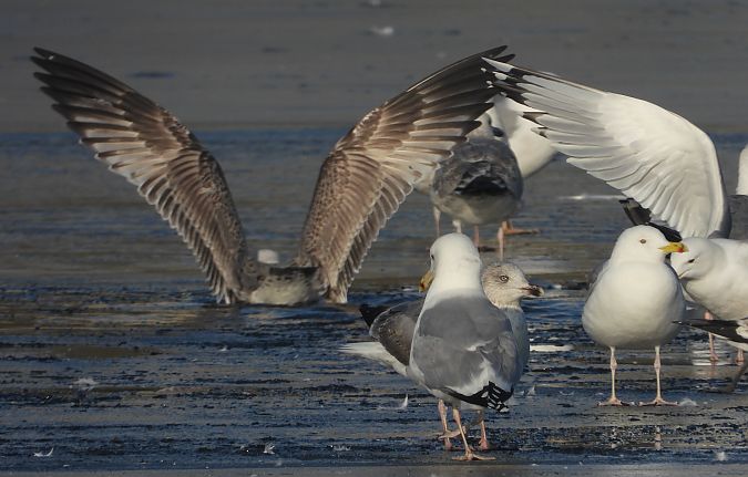 mewa srebrzysta / białogłowa / romańska 