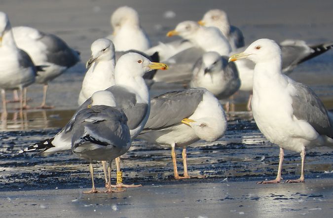 mewa srebrzysta / białogłowa / romańska 