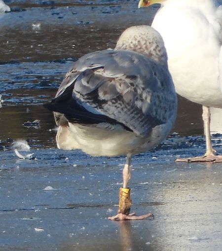 mewa srebrzysta / białogłowa / romańska 