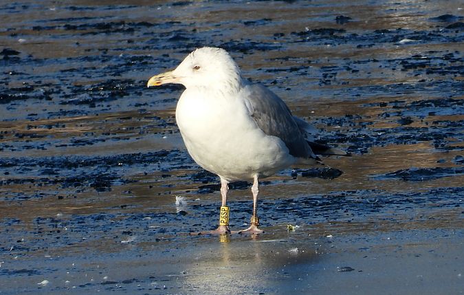 mewa srebrzysta / białogłowa / romańska 