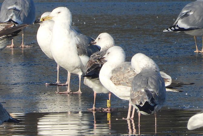 mewa srebrzysta / białogłowa / romańska 