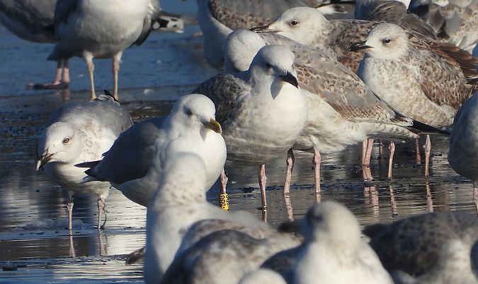 mewa srebrzysta / białogłowa / romańska 