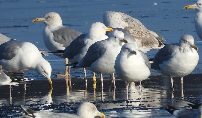 mewa srebrzysta / białogłowa / romańska 