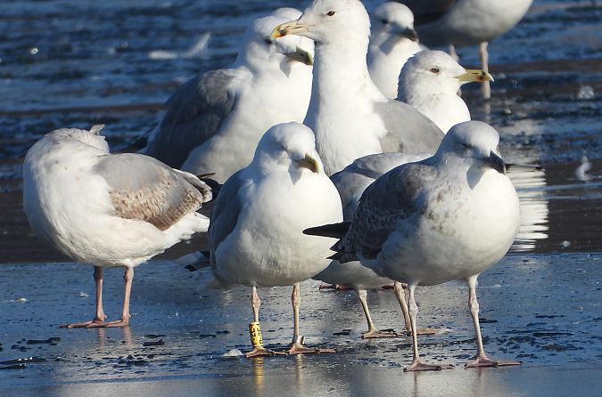 mewa srebrzysta / białogłowa / romańska 