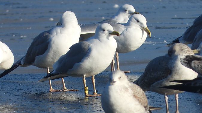 Silber-_oder_Mittelmeer-_oder_Steppenmöwe 