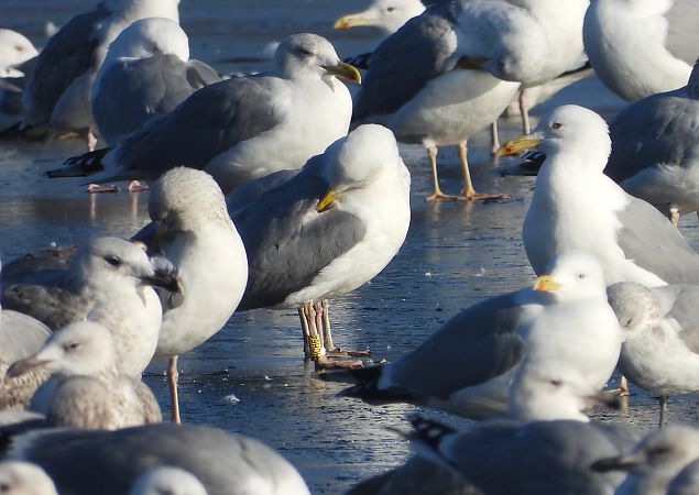 mewa srebrzysta / białogłowa / romańska 