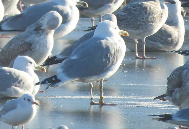 Silber-_oder_Mittelmeer-_oder_Steppenmöwe 