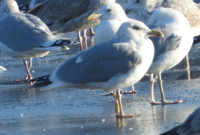 mewa srebrzysta / białogłowa / romańska 