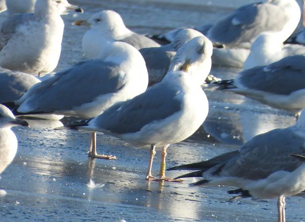 mewa srebrzysta / białogłowa / romańska 