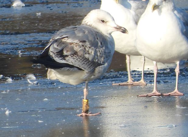 mewa srebrzysta / białogłowa / romańska 