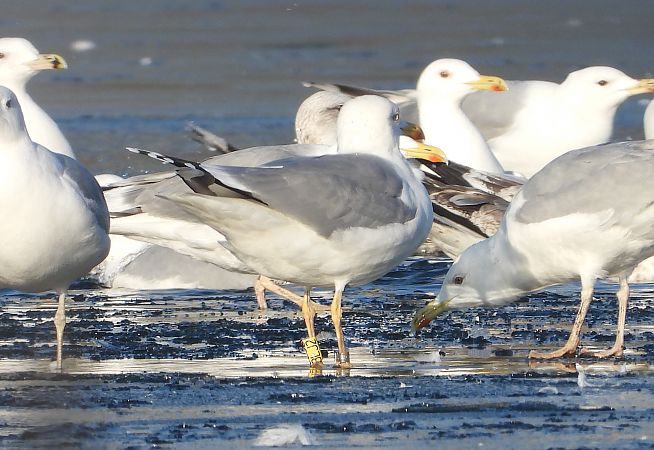 mewa srebrzysta / białogłowa / romańska 