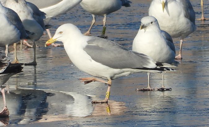 mewa srebrzysta / białogłowa / romańska 