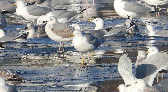 mewa srebrzysta / białogłowa / romańska 