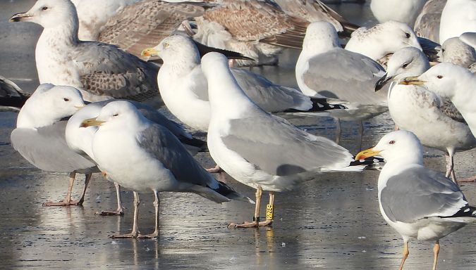 mewa srebrzysta / białogłowa / romańska 