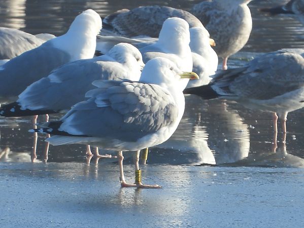 mewa srebrzysta / białogłowa / romańska 