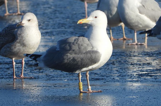 mewa srebrzysta / białogłowa / romańska 