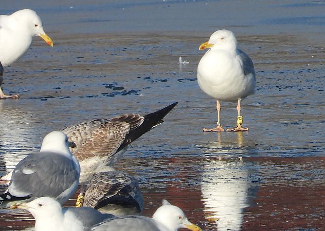 mewa srebrzysta / białogłowa / romańska 
