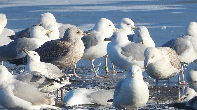 mewa srebrzysta / białogłowa / romańska 
