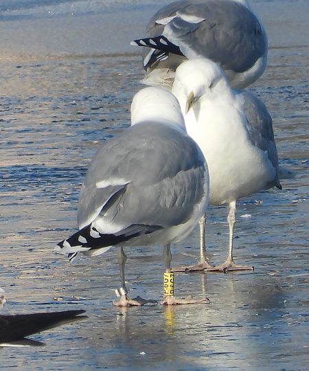 mewa srebrzysta / białogłowa / romańska 