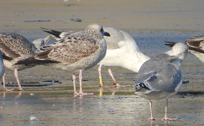 mewa srebrzysta / białogłowa / romańska 
