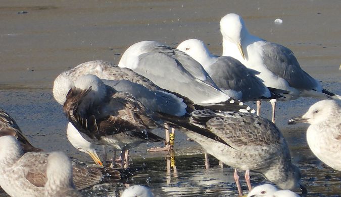 Silber-_oder_Mittelmeer-_oder_Steppenmöwe 