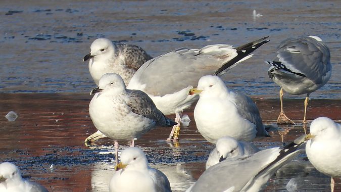 mewa srebrzysta / białogłowa / romańska 
