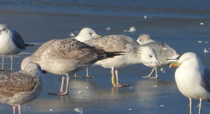mewa srebrzysta / białogłowa / romańska 