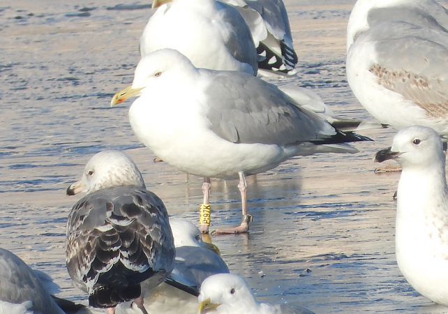 mewa srebrzysta / białogłowa / romańska 