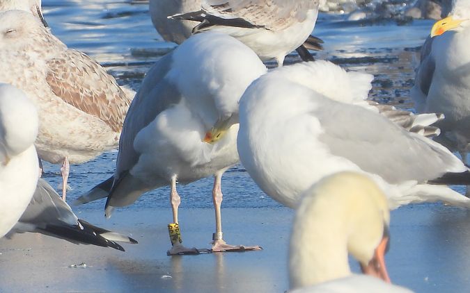 mewa srebrzysta / białogłowa / romańska 