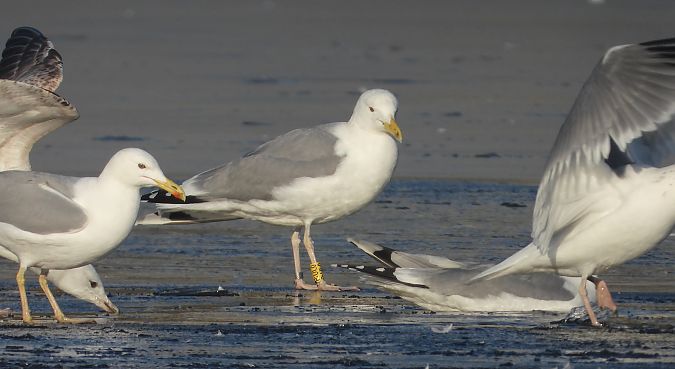 mewa srebrzysta / białogłowa / romańska 