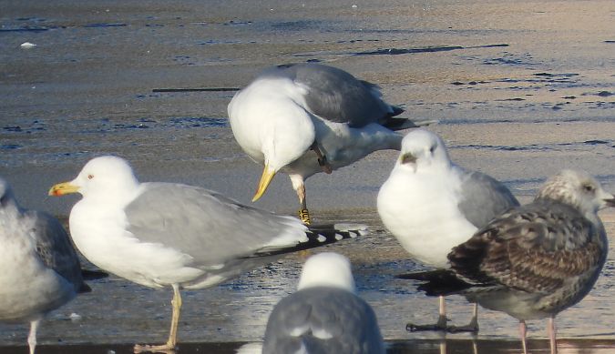 mewa srebrzysta / białogłowa / romańska 