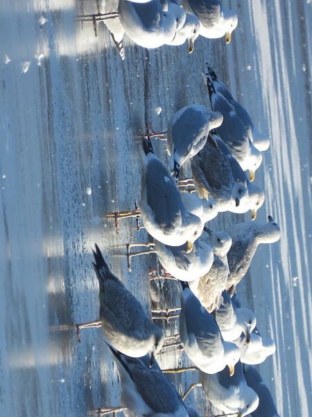 mewa srebrzysta / białogłowa / romańska 