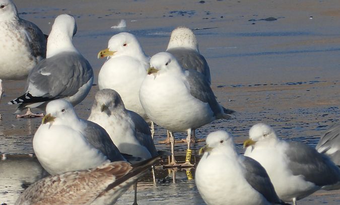 mewa srebrzysta / białogłowa / romańska 