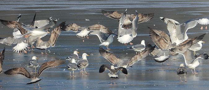 mewa srebrzysta / białogłowa / romańska 
