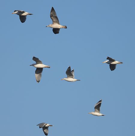 mewa srebrzysta / białogłowa / romańska 