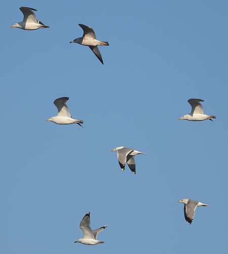 mewa srebrzysta / białogłowa / romańska 