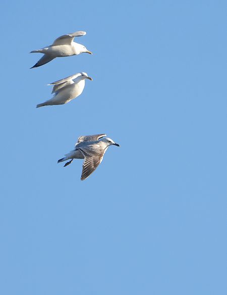 mewa srebrzysta / białogłowa / romańska 