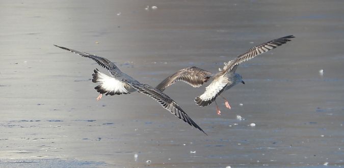 mewa srebrzysta / białogłowa / romańska 