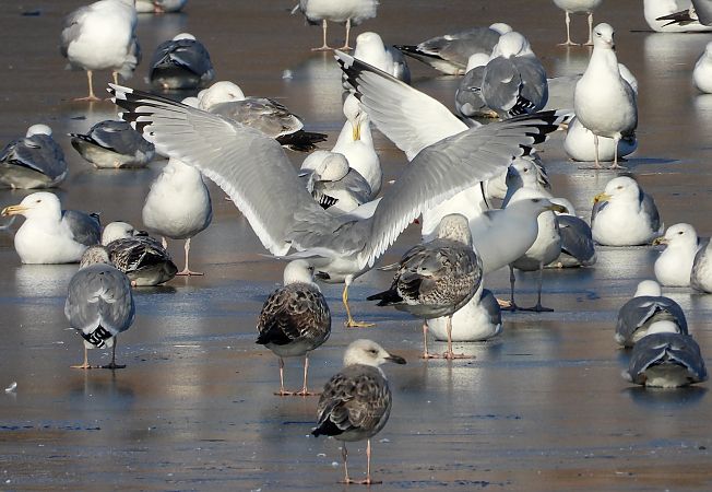 mewa srebrzysta / białogłowa / romańska 