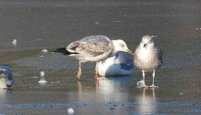 mewa srebrzysta / białogłowa / romańska 