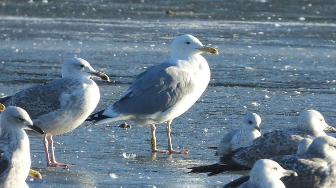 mewa srebrzysta / białogłowa / romańska 