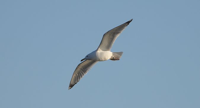 mewa srebrzysta / białogłowa / romańska 