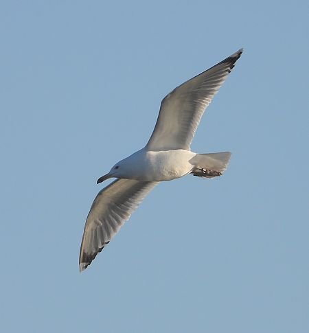 Silber-_oder_Mittelmeer-_oder_Steppenmöwe 