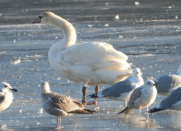 mewa srebrzysta / białogłowa / romańska 
