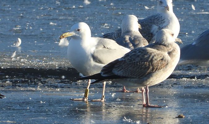 mewa srebrzysta / białogłowa / romańska 
