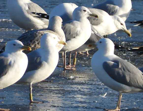 mewa srebrzysta / białogłowa / romańska 