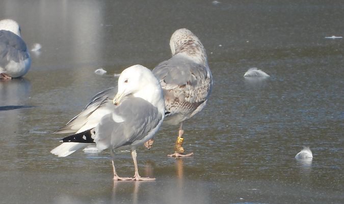 mewa srebrzysta / białogłowa / romańska 