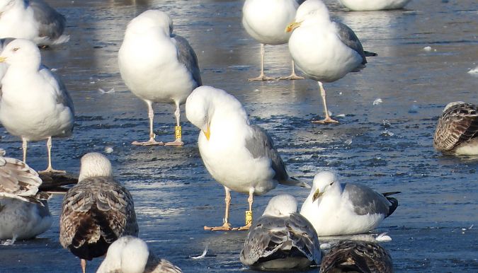 mewa srebrzysta / białogłowa / romańska 