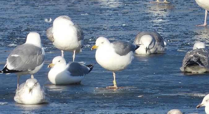 mewa srebrzysta / białogłowa / romańska 
