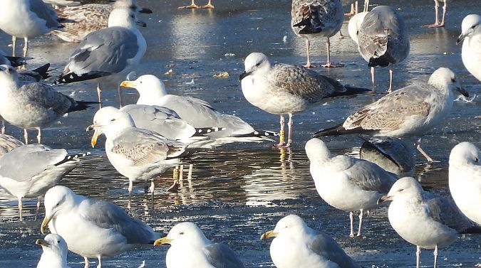 mewa srebrzysta / białogłowa / romańska 
